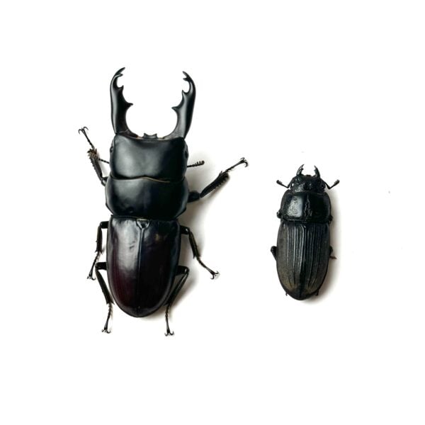 白馬崗大鍬形蟲 ♂54mm 成對