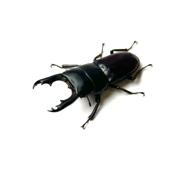 白馬崗大鍬形蟲 ♂54mm 成對