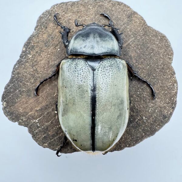美西白兜蟲 親代♂74mm ♀45mm L3成對