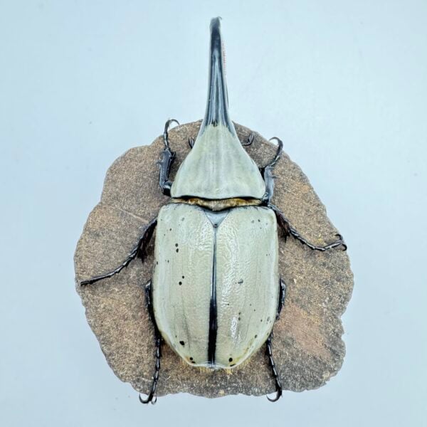 美西白兜蟲 親代♂74mm ♀45mm L3成對