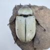 美西白兜蟲 親代♂74mm ♀47mm L3成對