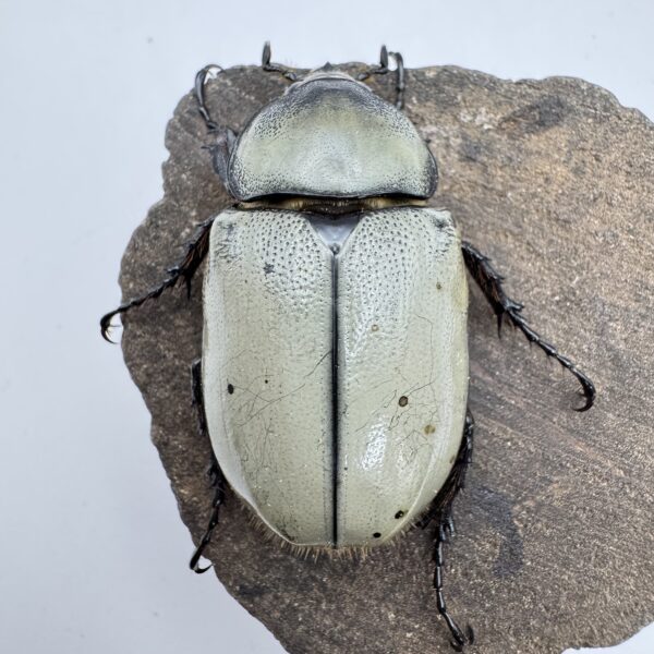 美西白兜蟲 親代♂74mm ♀47mm L3成對