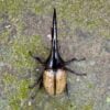 長戟大兜蟲DHH 親代♂ 163mm ♀ 70mm L2成對 A組