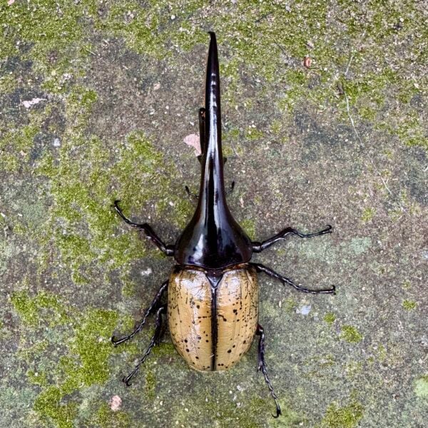 長戟大兜蟲DHH 親代♂ 163mm ♀ 70mm L2成對 B組