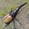 長戟大兜蟲DHH 親代♂ 163mm ♀ 70mm L2成對 A組