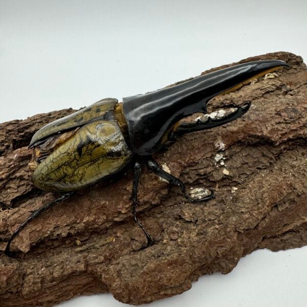 長戟大兜蟲DHH 親代♂ 123mm ♀ 70mm L1-2三隻一組