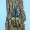 長戟大兜蟲DHH 親代♂ 123mm ♀ 70mm L1-2三隻一組
