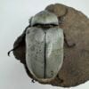美西白兜蟲 親代♂76mm L2成對 C組