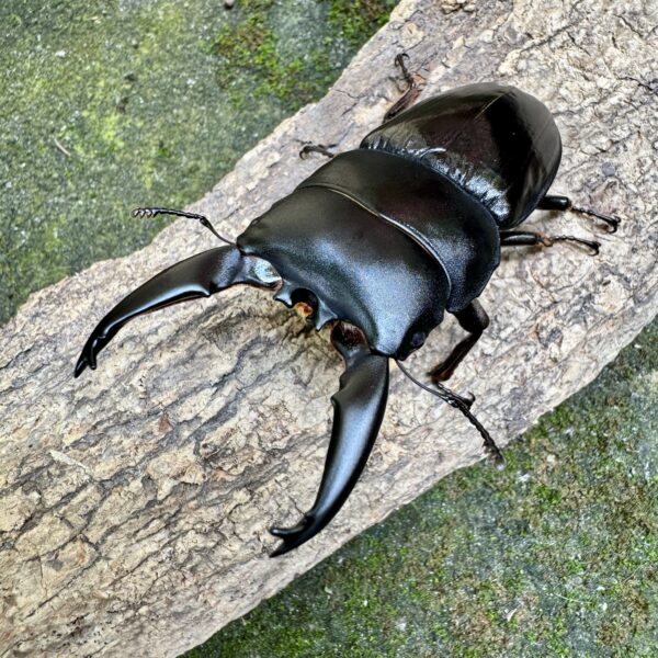 婆羅洲寬扁鍬形蟲 ♂73mm 單公