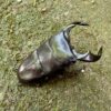 牛頭扁鍬形蟲 ♂80mm 成對