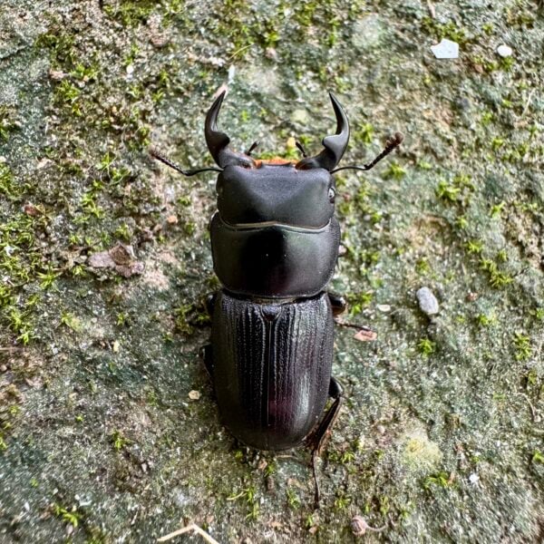 台灣條背大鍬形蟲 ♂29mm 成對