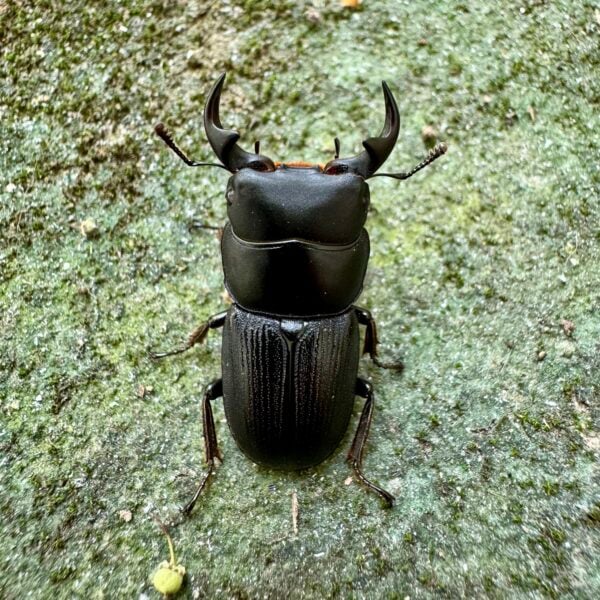台灣條背大鍬形蟲 ♂32mm 成對