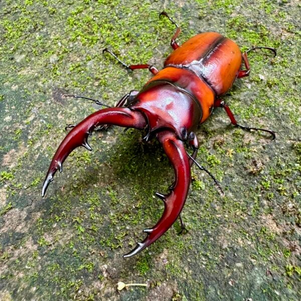惡石島鋸鍬形蟲 ♂65mm 成對