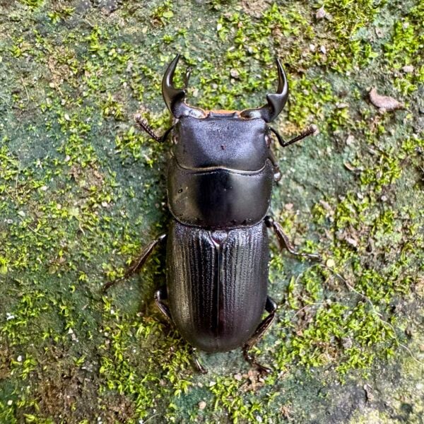 台灣條背大鍬形蟲 ♂28mm 成對
