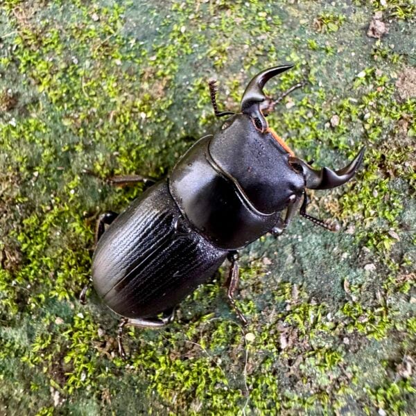台灣條背大鍬形蟲 ♂28mm 成對