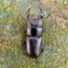 台灣條背大鍬形蟲 ♂34mm 成對