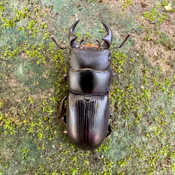 台灣條背大鍬形蟲 ♂34mm 成對