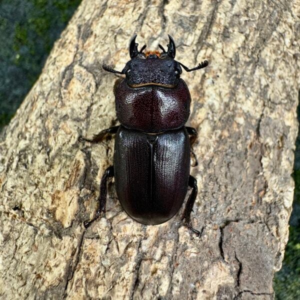 深山扁鍬形蟲 （赤化型）♂51mm 成對