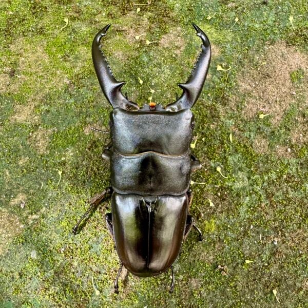 巴拉望扁鍬形蟲 ♂93mm 成對