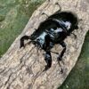 非洲大黑豔鍬形蟲 ♂71mm 成對