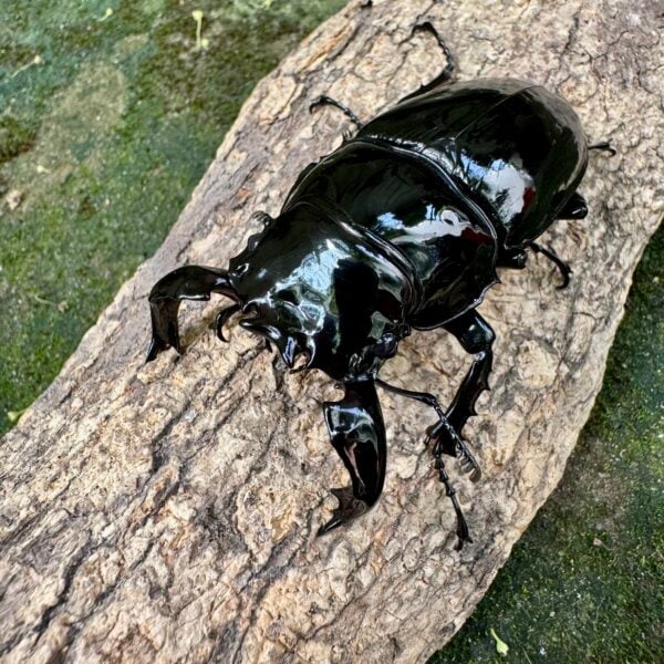 非洲大黑豔鍬形蟲 ♂71mm 成對