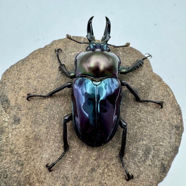 彩虹鍬形蟲 ♂40mm 單公