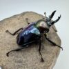 彩虹鍬形蟲 ♂40mm 單公