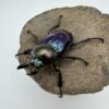 彩虹鍬形蟲 ♂40mm 單公