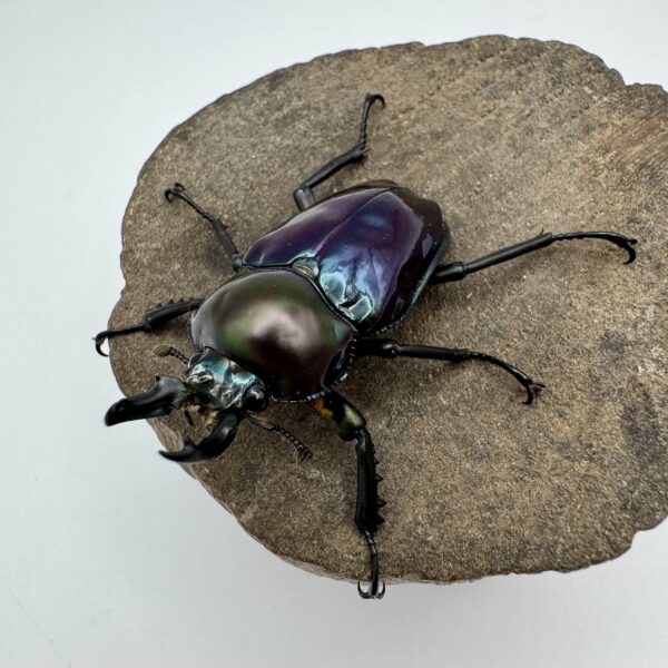 彩虹鍬形蟲 ♂40mm 單公