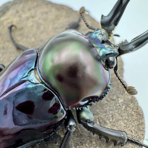 彩虹鍬形蟲 ♂40mm 單公