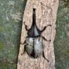 美西白兜蟲 ♂70mm ♀46mm 成對