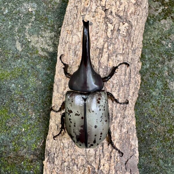 美西白兜蟲 ♂70mm ♀46mm 成對