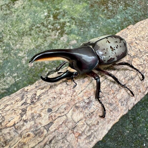 美西白兜蟲 ♂70mm ♀46mm 成對