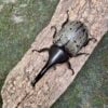 美西白兜蟲 ♂70mm ♀46mm 成對