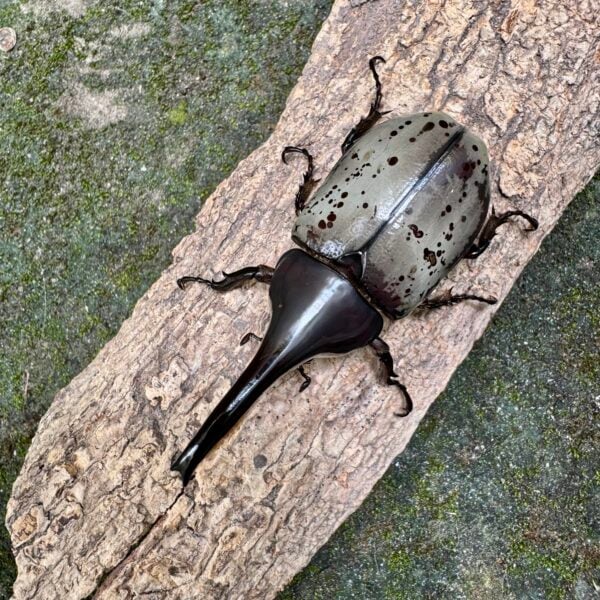 美西白兜蟲 ♂70mm ♀46mm 成對