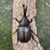 美西白兜蟲 ♂76mm ♀47mm 成對