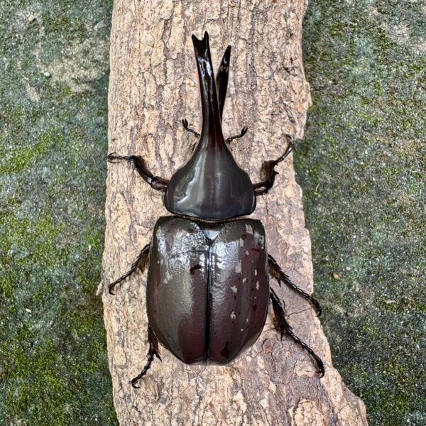 美西白兜蟲 ♂76mm ♀47mm 成對