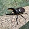 美西白兜蟲 ♂76mm ♀47mm 成對