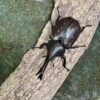 美西白兜蟲 ♂76mm ♀47mm 成對