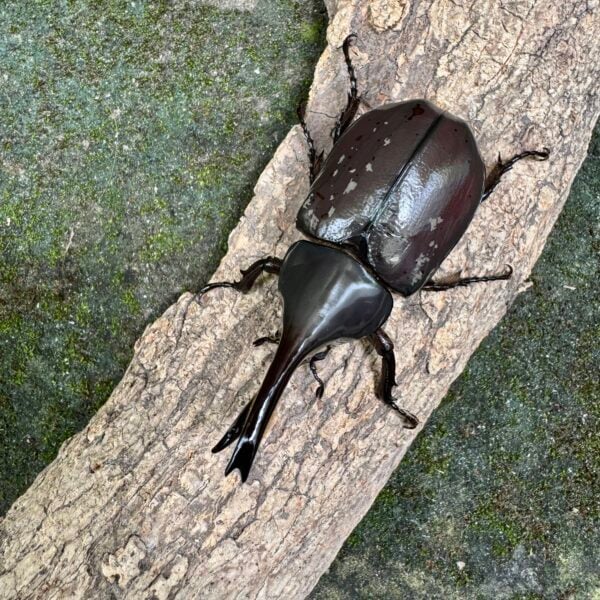 美西白兜蟲 ♂76mm ♀47mm 成對