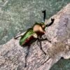 彩虹鍬形蟲（皺翅型）♂57mm 成對