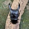 帝王扁鍬形蟲 ♂91mm 成對