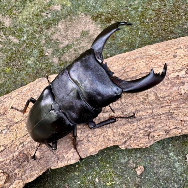 帝王扁鍬形蟲 ♂91mm 成對