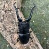 長頸鹿鋸鍬形蟲PGK ♂106mm 成對