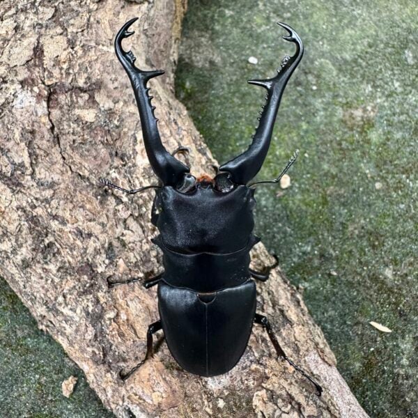 長頸鹿鋸鍬形蟲PGK ♂106mm 成對