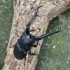 長頸鹿鋸鍬形蟲PGK ♂106mm 成對
