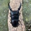 巴拉望扁鍬形蟲 ♂94mm 成對