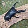 巴拉望扁鍬形蟲 ♂94mm 成對