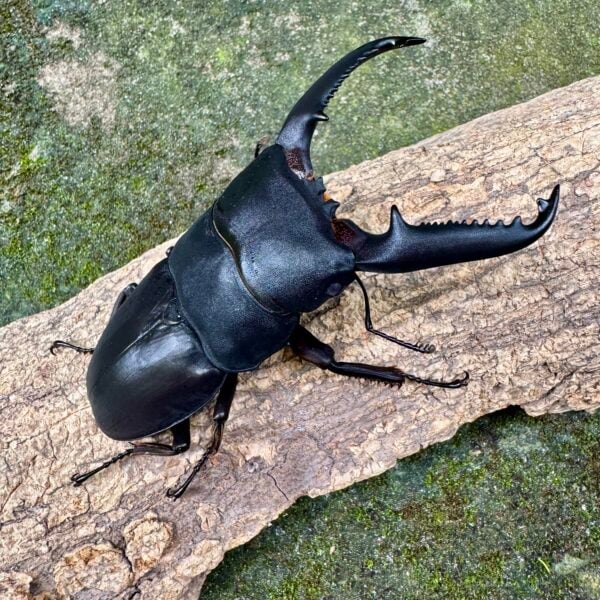 巴拉望扁鍬形蟲 ♂94mm 成對