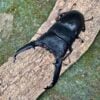 巴拉望扁鍬形蟲 ♂94mm 成對